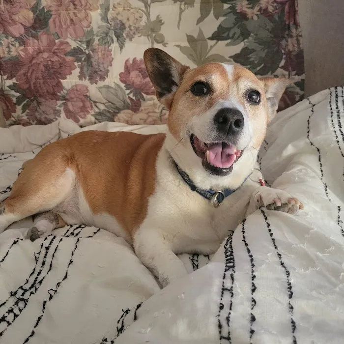Surfside Animal Hospital 2