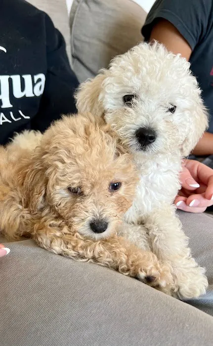 Pacific Animal Hospital 2