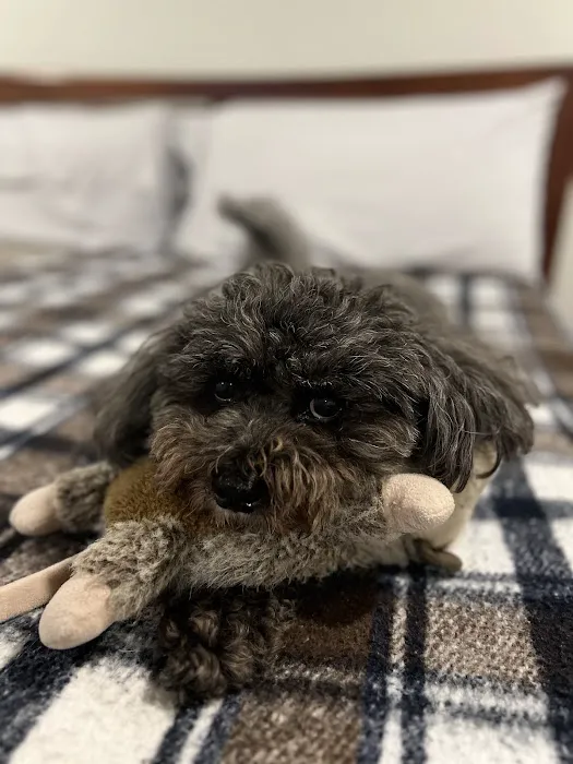 Pacific Animal Hospital 10