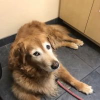Pacific Animal Hospital ico