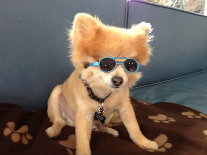 Oceanside Veterinary Hospital 1