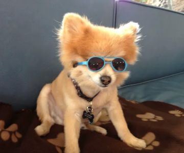 Oceanside Veterinary Hospital