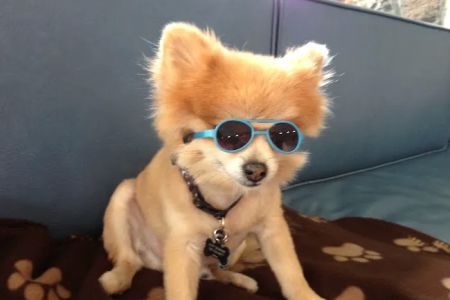 Oceanside Veterinary Hospital