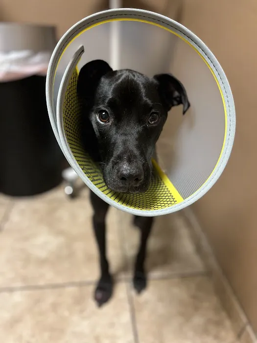 Fallbrook Animal Hospital 6