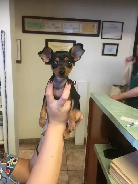 Fallbrook Animal Hospital 8