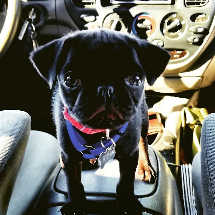 Fallbrook Animal Hospital 2