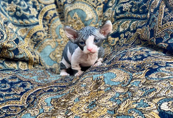 Purrxotics 2