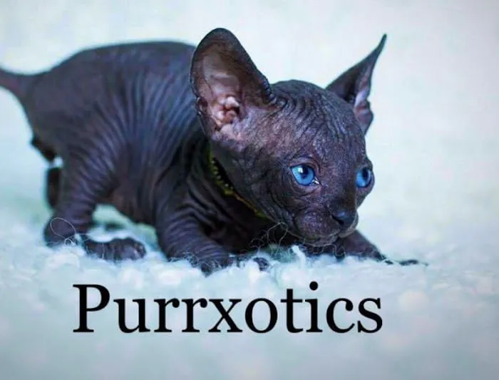 Purrxotics 9