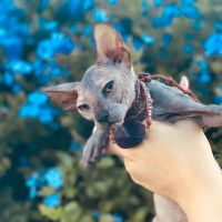 Purrxotics ico