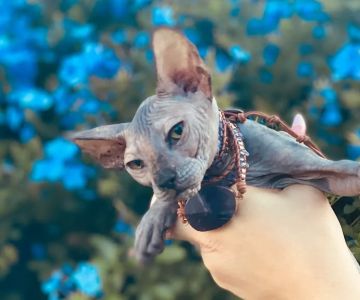Purrxotics