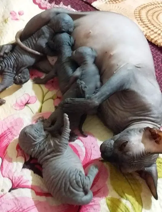 Purrxotics 4