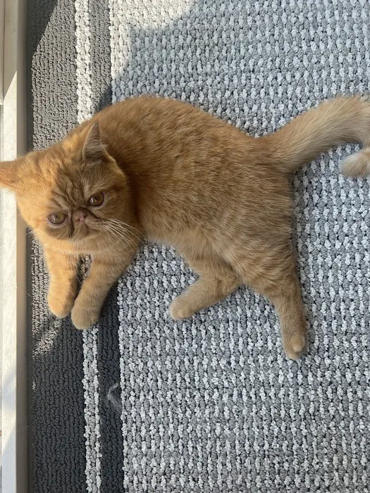 Purrxotics 8