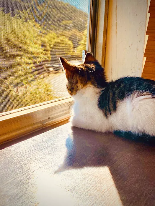 A Cat's View Veterinary 1