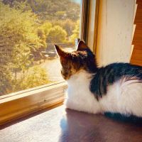 A Cat's View Veterinary ico