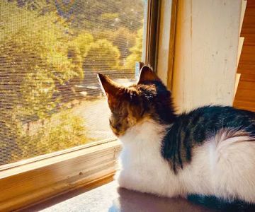 A Cat's View Veterinary