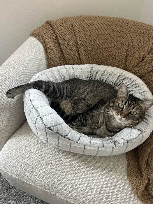A Cat's View Veterinary 9