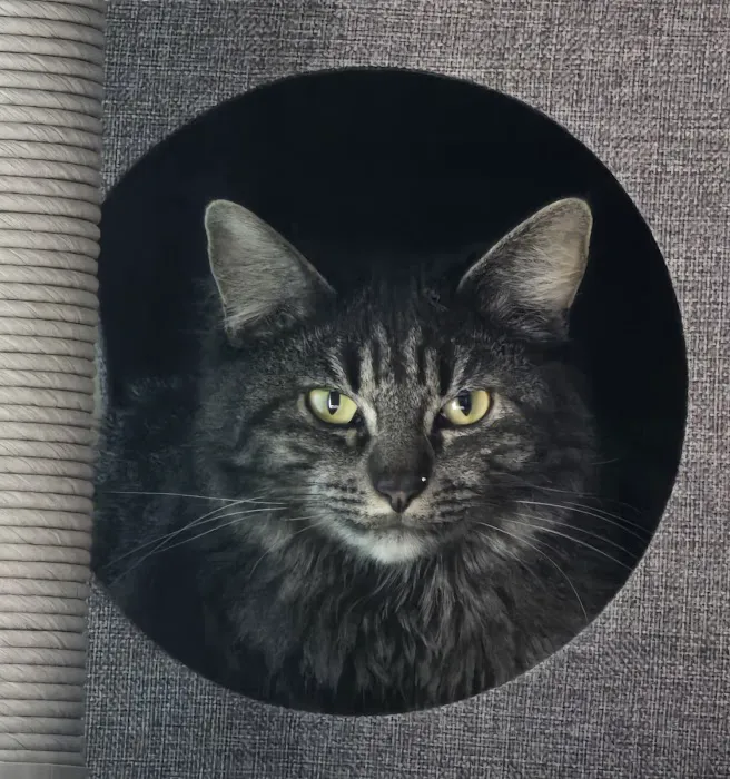 A Cat's View Veterinary 10