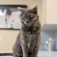 Countryside Veterinary Hospital ico