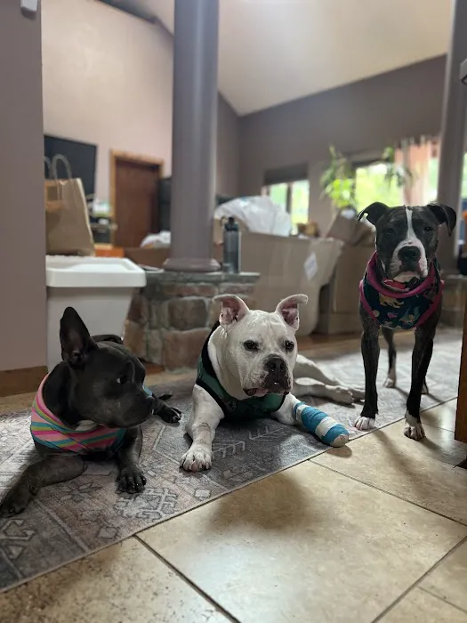 Rippowam Animal Hospital 12
