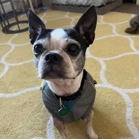 Rippowam Animal Hospital ico