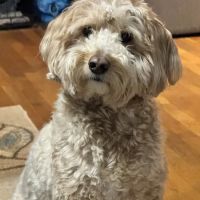 High Ridge Animal Hospital ico