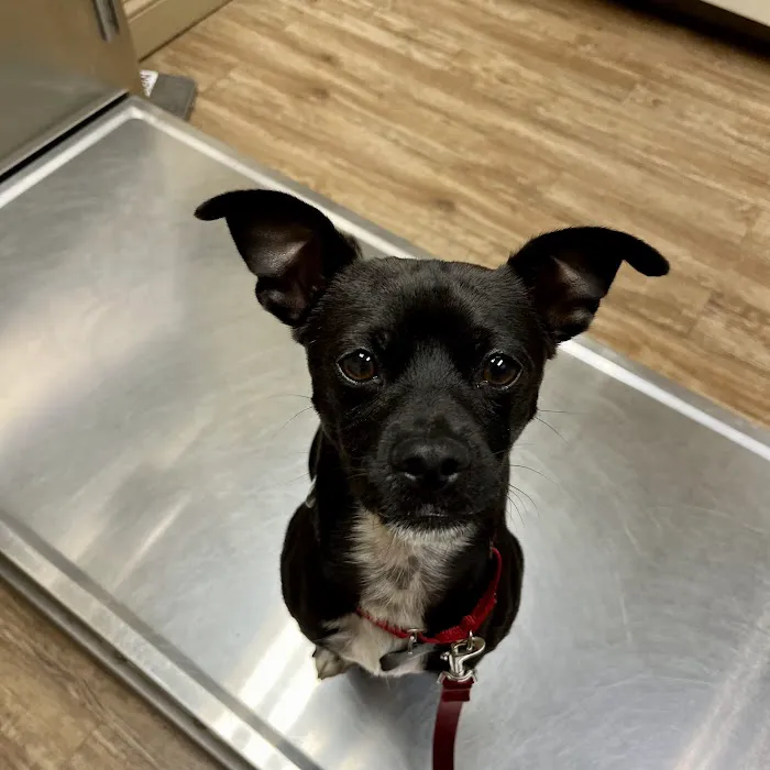 High Ridge Animal Hospital 12