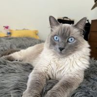 Pound Ridge Veterinary Center ico