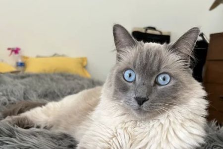 Pound Ridge Veterinary Center