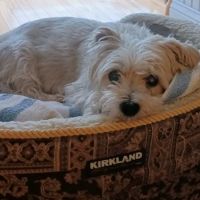 Bull's Head Pet Hospital ico