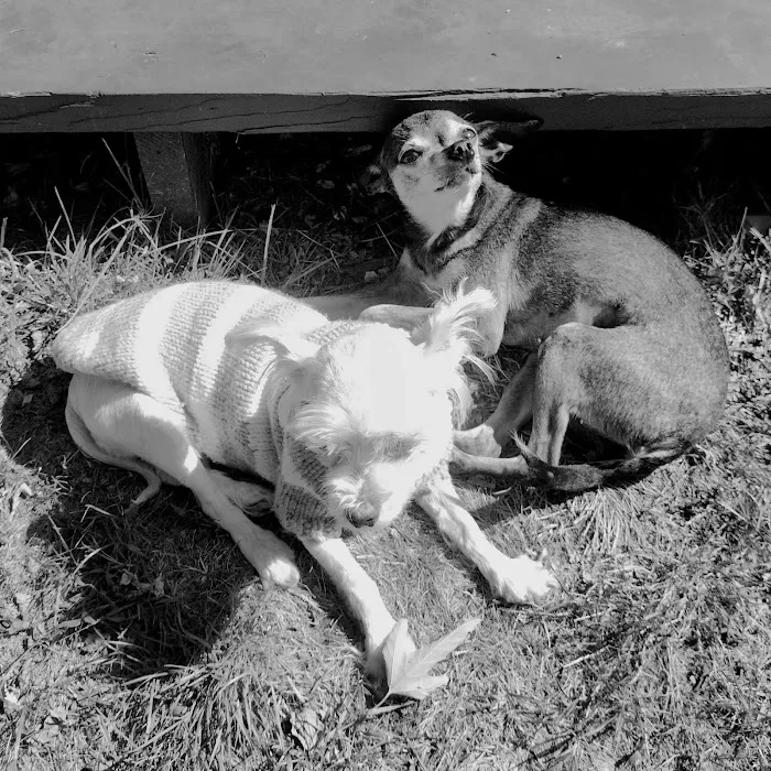 Brewster Veterinary Hospital 12
