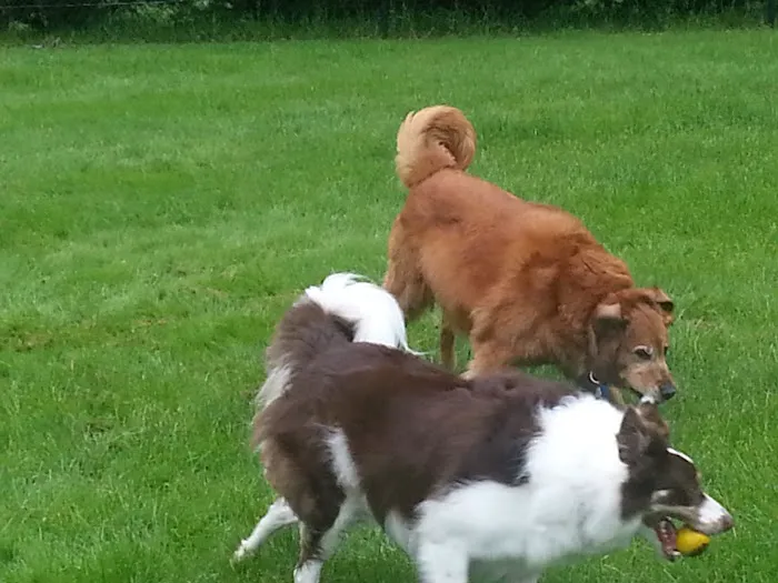 Cross River Animal Hospital 12