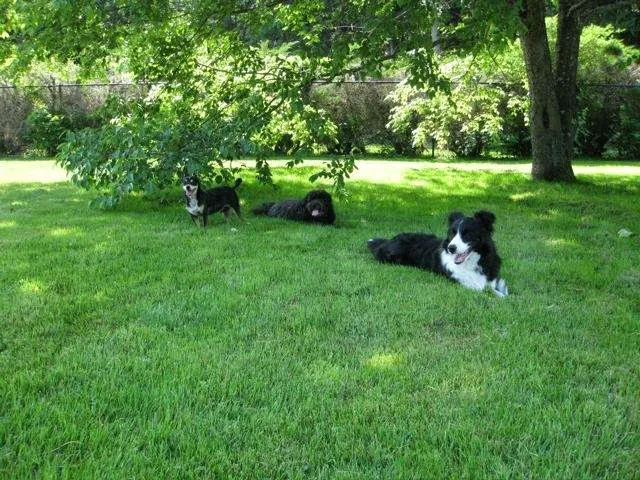 Cross River Animal Hospital 12