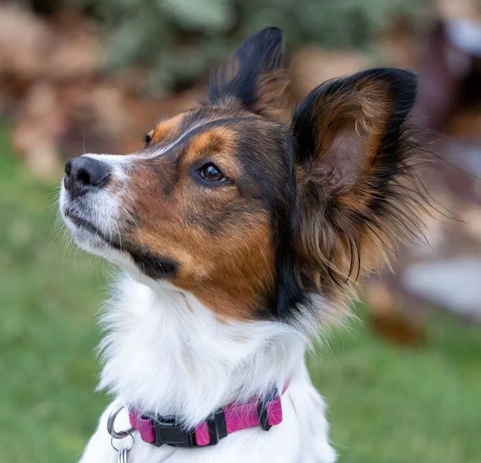 Cross River Animal Hospital 12