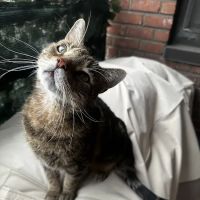 Comforting Care Veterinary Services ico