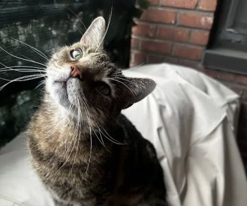 Comforting Care Veterinary Services