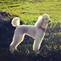 Viano Veterinary Services ico