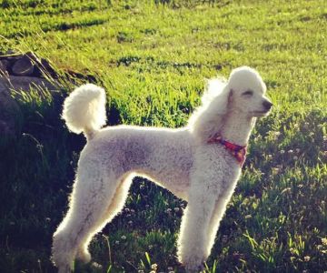 Viano Veterinary Services