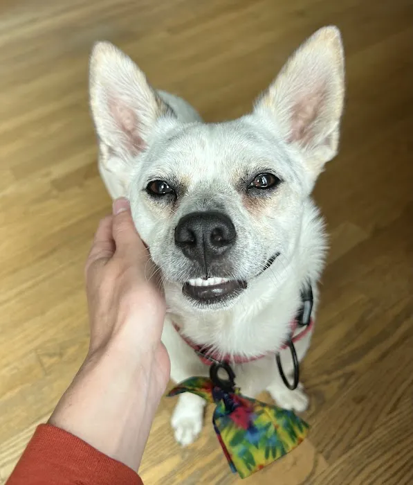 Arlington Animal Hospital 4
