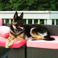 Arlington Animal Hospital ico