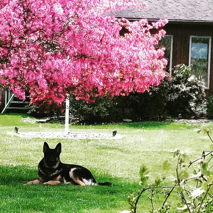 Arlington Animal Hospital 2