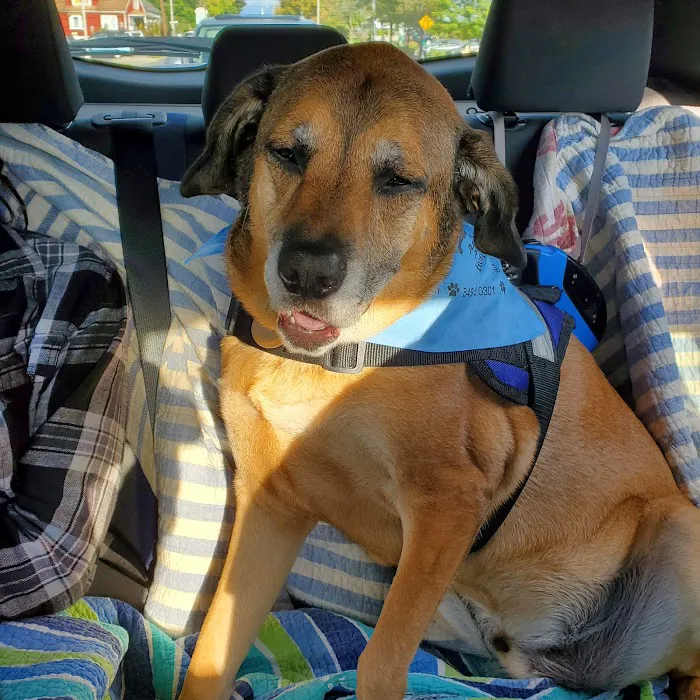 Arlington Animal Hospital 10