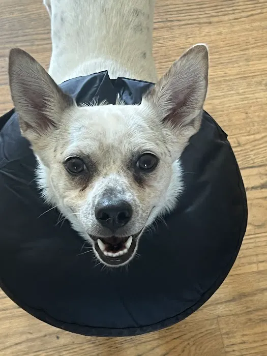 Arlington Animal Hospital 9