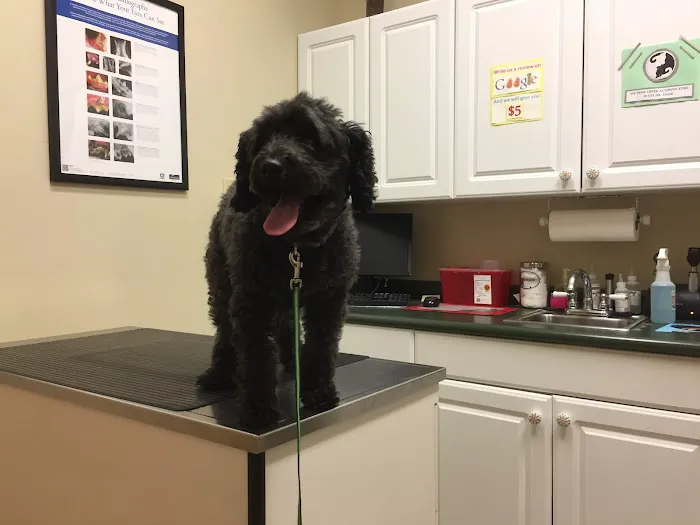 Marbletown Animal Hospital: Cody Jennifer DVM 12