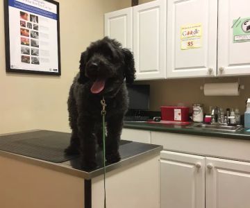 Marbletown Animal Hospital: Cody Jennifer DVM