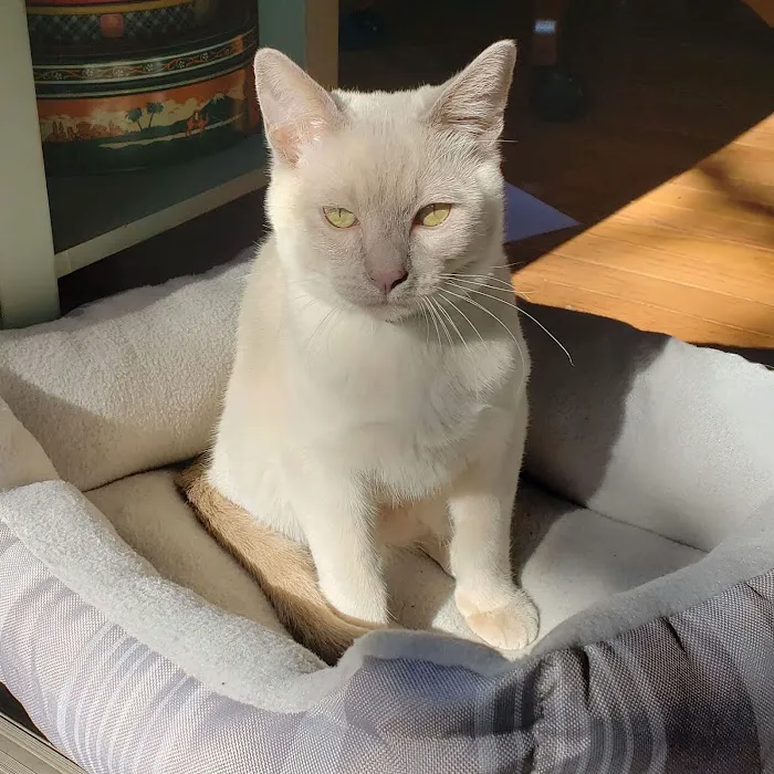 Upstate Spay and Neuter 12