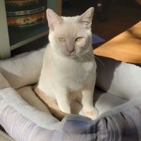 Upstate Spay and Neuter ico