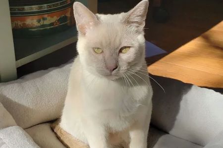 Upstate Spay and Neuter