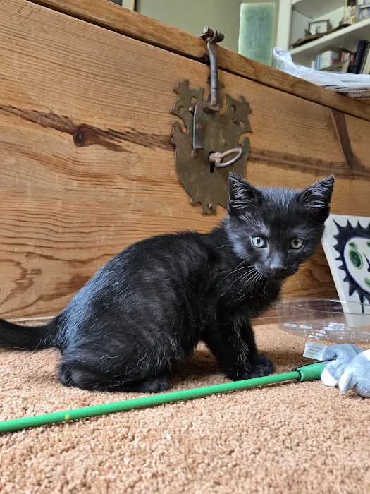Upstate Spay and Neuter 12