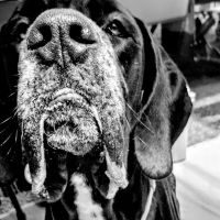 Ark Animal Hospital ico
