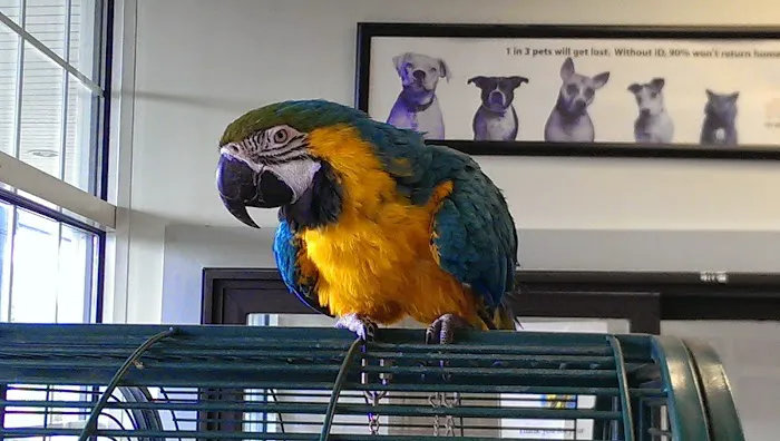 Hyde Park Animal Hospital 12